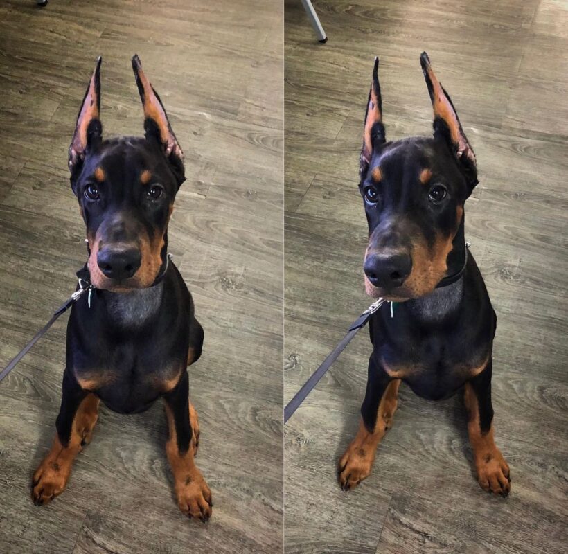 Doberman Puppies for sale