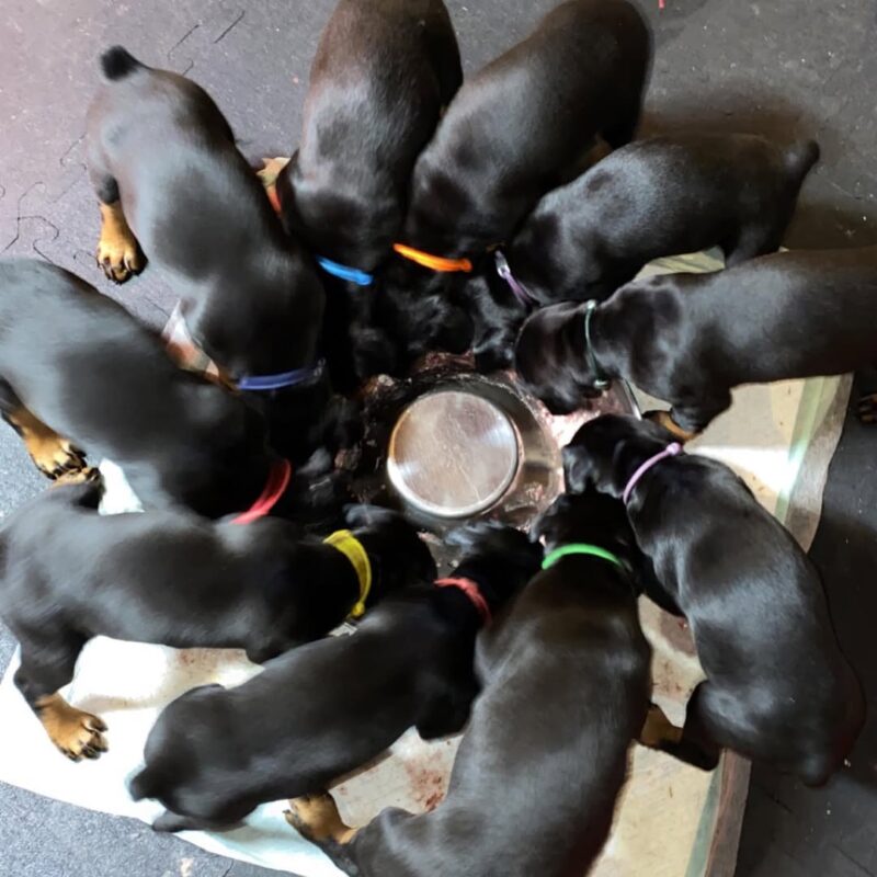 Doberman puppies for sale