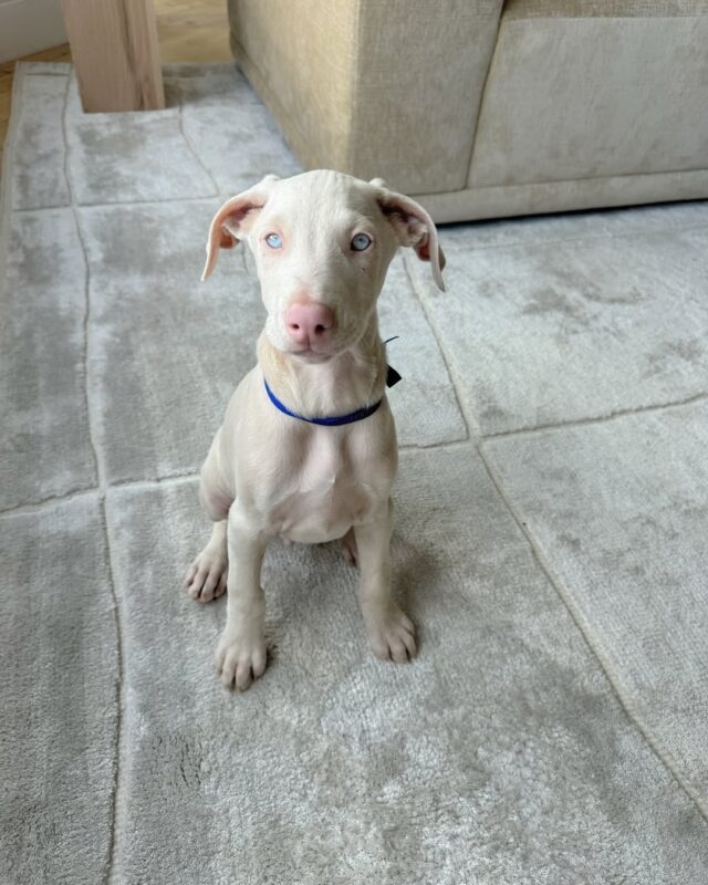 Doberman Puppies For Sale