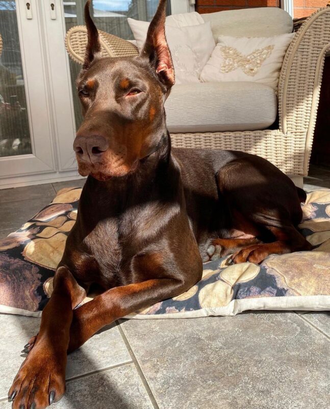 Doberman Puppies for sale