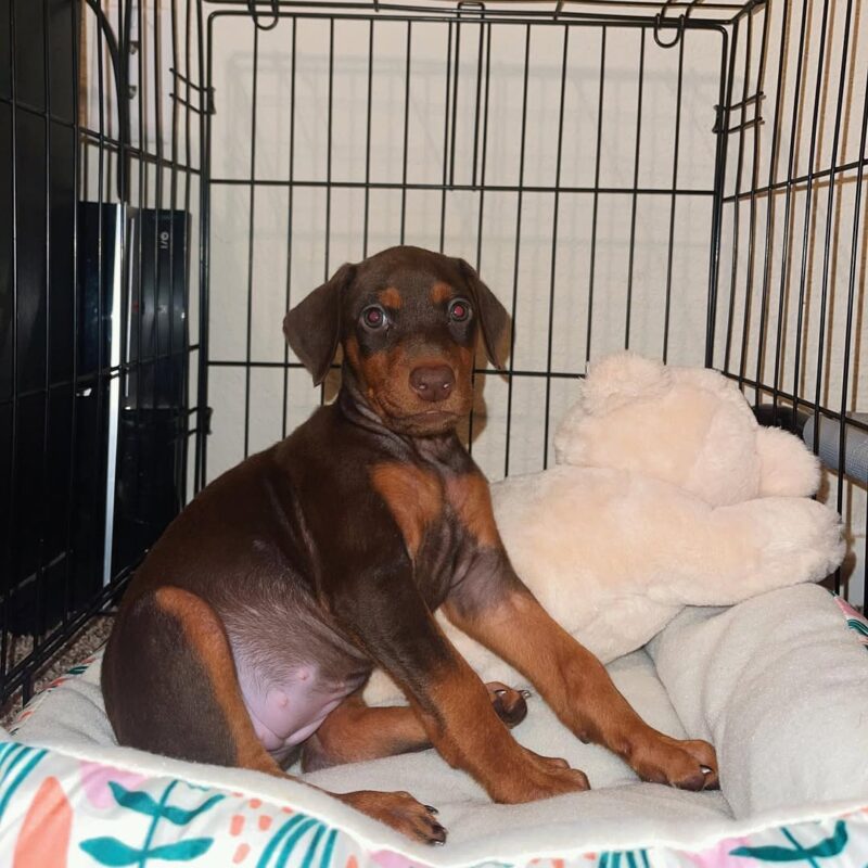 Doberman Puppies For Sale