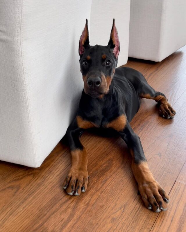 Doberman Puppies For Sale