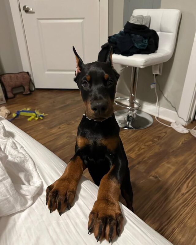 Doberman Puppies For Sale