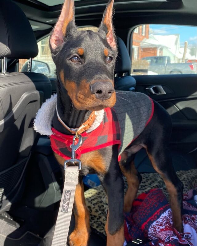 Doberman Puppies For Sale