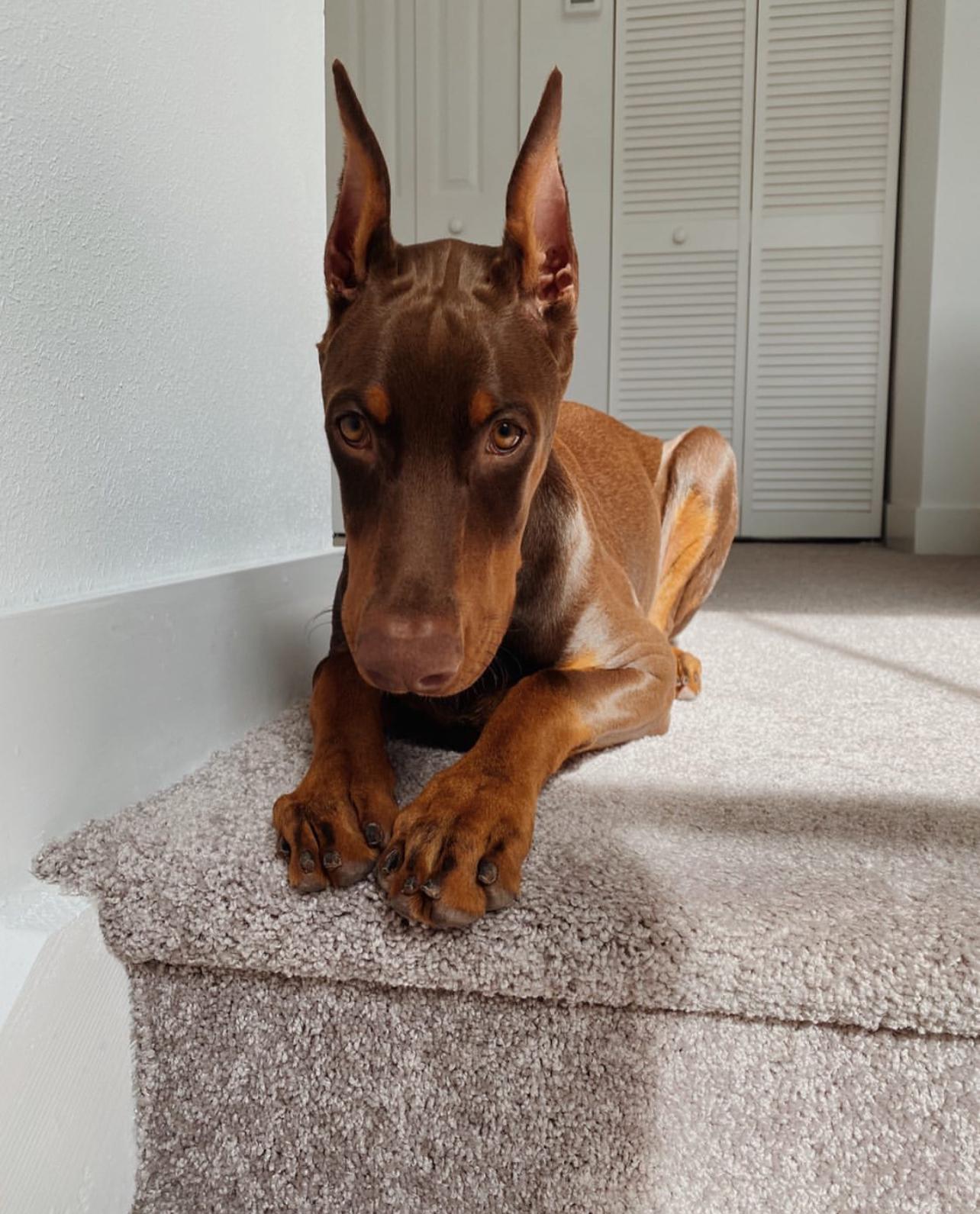 Doberman Puppies For Sale