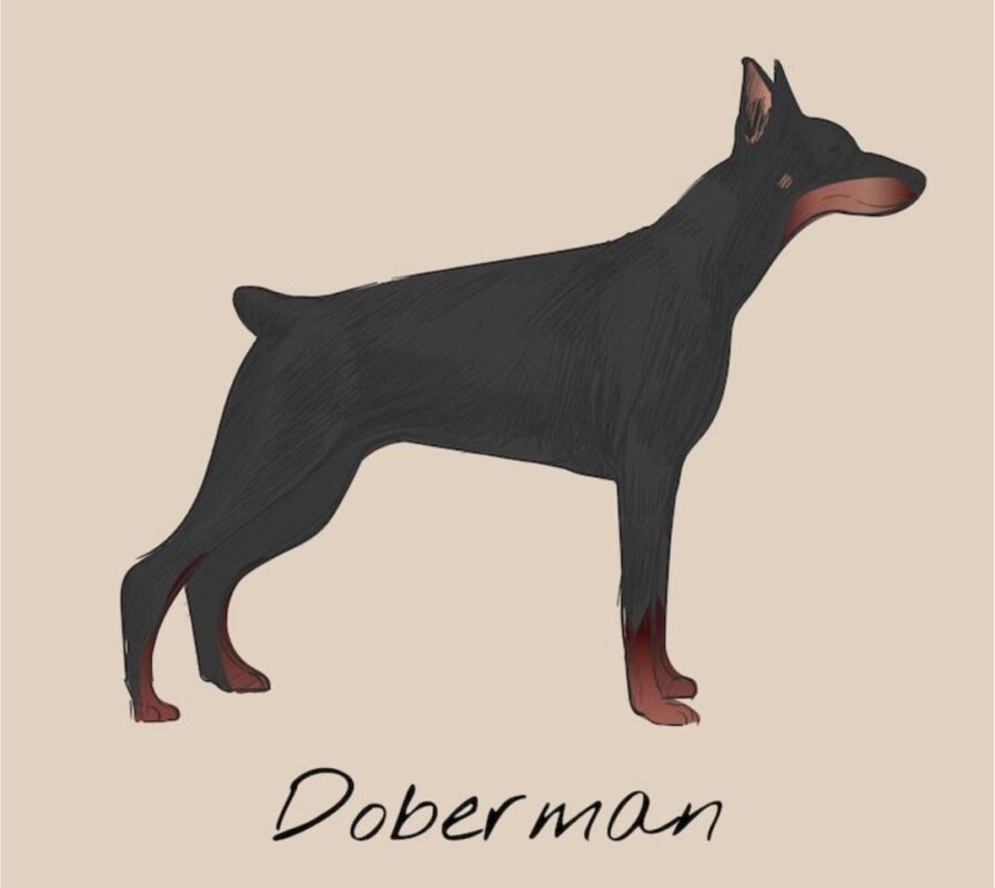 Doberman Puppies For Sale